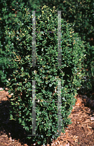 Picture of Buxus sempervirens 'Memorial'