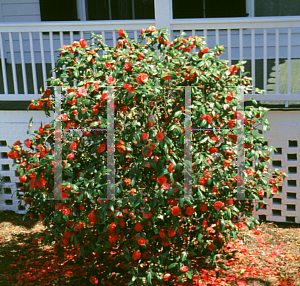 Picture of Camellia japonica 