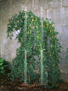 Picture of Caragana arborescens 'Pendula'