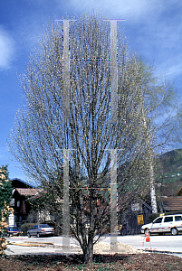 Picture of Carpinus betulus 'Fastigiata'