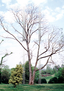 Picture of Toona sinensis 