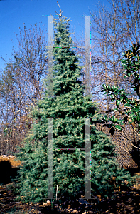 Picture of Cedrus deodara 'Compacta'