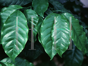 Picture of Coffea arabica 