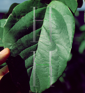 Picture of Cordia sebestena 