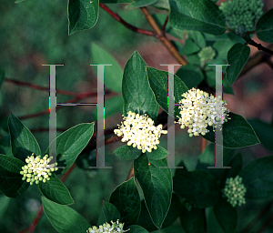 Picture of Cornus occidentalis 