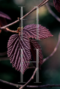 Picture of Corylus avellana 'Atropurpurea'