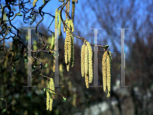 Picture of Corylus avellana 'Contorta'