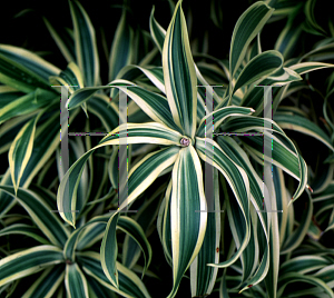 Picture of Dracaena sanderiana 