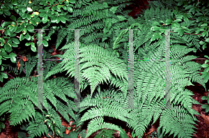 Picture of Dryopteris intermedia 