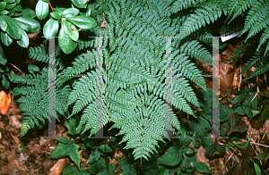 Picture of Dryopteris intermedia 