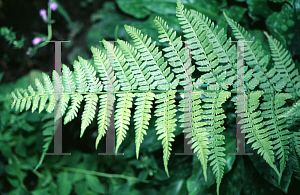 Picture of Dryopteris carthusiana 