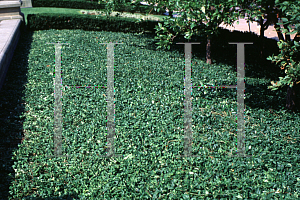 Picture of Euonymus fortunei 'Coloratus'