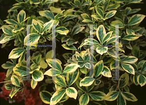 Picture of Euonymus japonicus 'Aureo-marginatus'