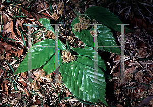 Picture of Fagus grandifolia 