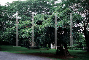 Picture of Ficus lutea 