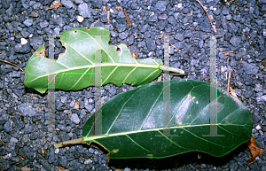 Picture of Ficus lutea 