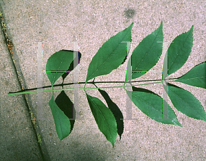 Picture of Fraxinus pennsylvanica 