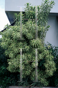 Picture of Dracaena sanderiana 