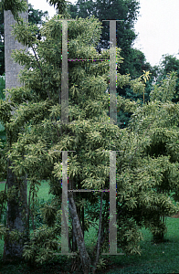 Picture of Dracaena sanderiana 