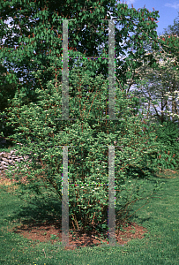 Picture of Cornus occidentalis 