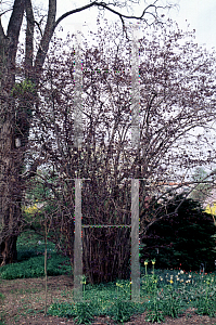 Picture of Corylus avellana 'Atropurpurea'