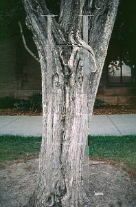 Picture of Crataegus laevigata 