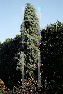 Picture of Cupressus arizonica var. glabra 'Gareei'