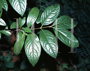 Picture of Viburnum nudum 