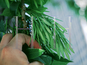 Picture of Fraxinus pennsylvanica 