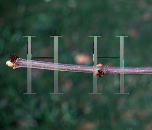 Picture of Fraxinus quadrangulata 