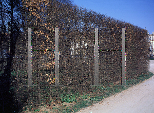 Picture of Fagus sylvatica 