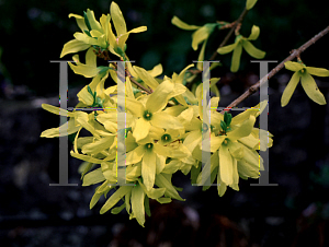 Picture of Forsythia x intermedia 'Spring Glory'