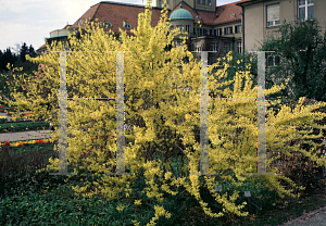 Picture of Forsythia x intermedia 'Densiflora'