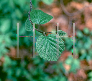 Picture of Fothergilla major 