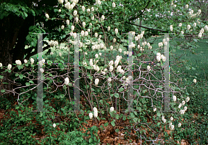 Picture of Fothergilla major 