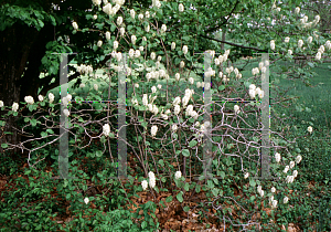 Picture of Fothergilla major 