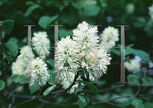 Picture of Fothergilla major 