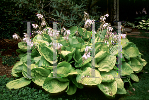 Picture of Hosta  'Sum & Substance'