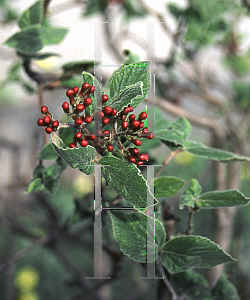 Picture of Viburnum x juddii 