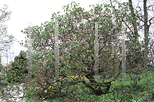 Picture of Viburnum x juddii 