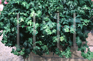 Picture of Hedera helix 'Filigran'
