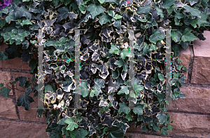 Picture of Hedera helix 'Glacier'