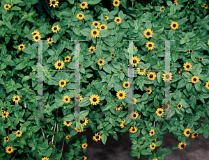 Picture of Helianthus debilis 'Sunspot'