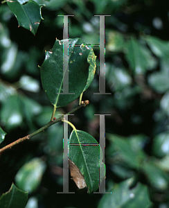 Picture of Ilex  'Greenleaf'