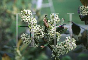 Picture of Ilex  'Nellie R. Stevens'