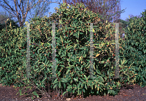 Picture of Illicium floridanum 