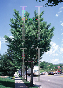 Picture of Ginkgo biloba 'Fastigiata'