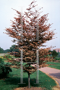 Picture of Fagus sylvatica 'Tricolor'