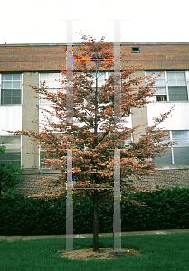 Picture of Fagus sylvatica 'Tricolor'