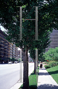 Picture of Ginkgo biloba 'Fastigiata'